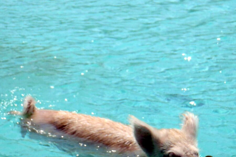 Pig Beach