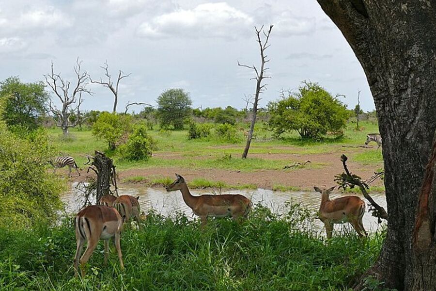 Kruger National Park